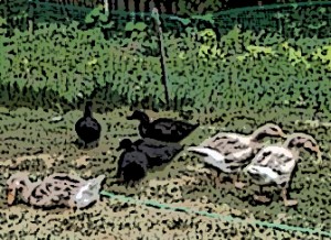 American Buff Geese and Cayuga Ducks, part of a micro-grant-funded heritage poultry-raising project.